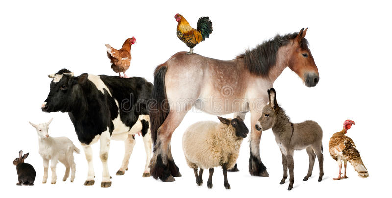 Mixed Animal Services