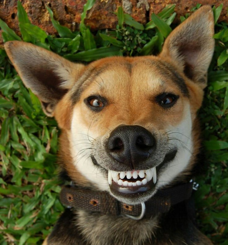 Dog smile
