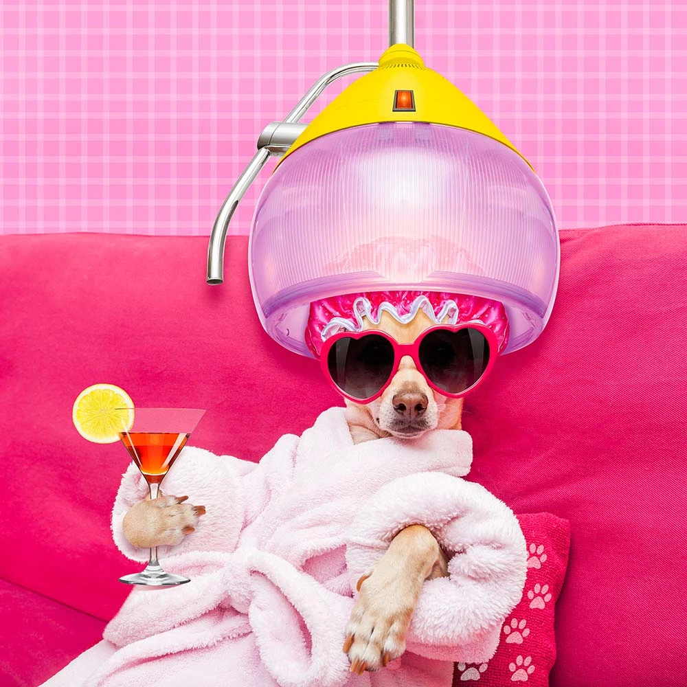 Comical - Dog with martini under a vintage hair dryer 