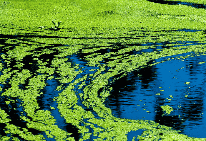 Canada’s Lakes Are Turning Green. A Catch Basin Insert Is Part of the Answer.