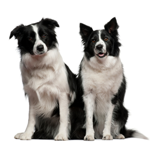 Health Pets Insurance part of Atlanta Insurance Group
