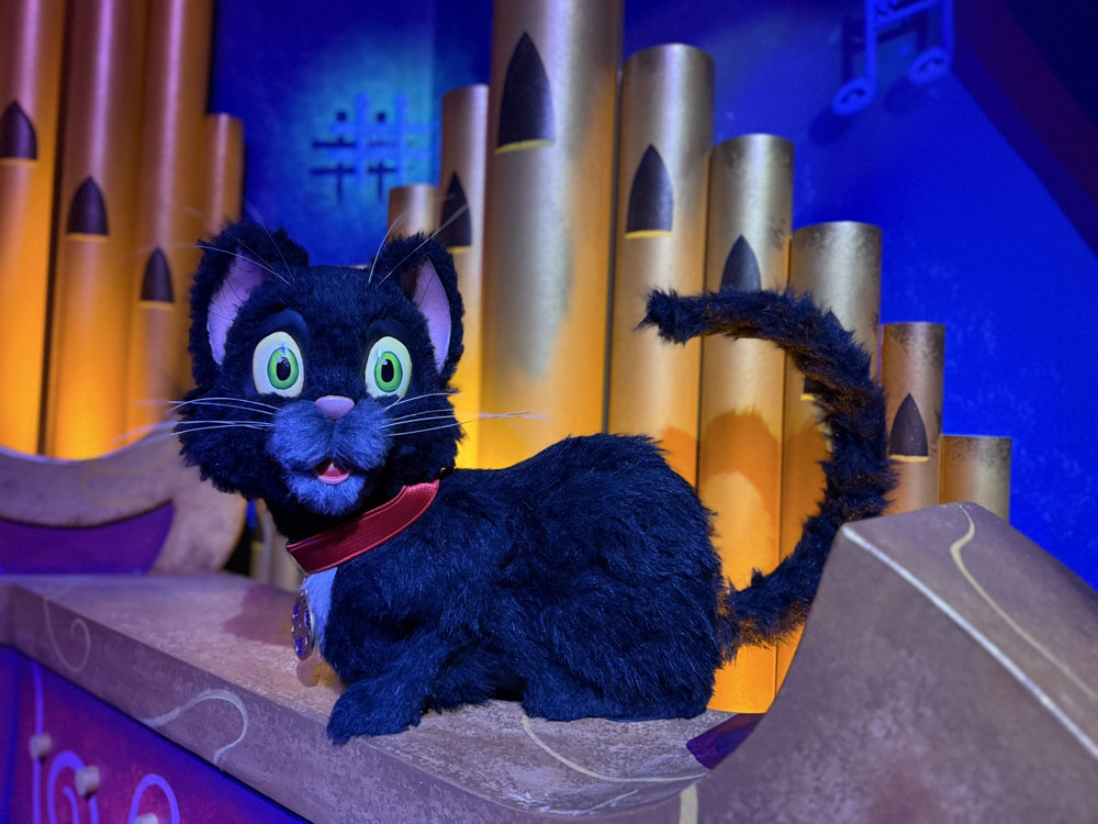 cat