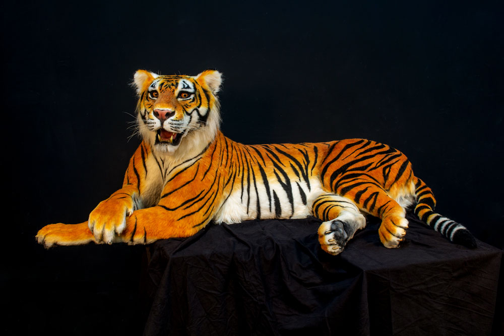tiger