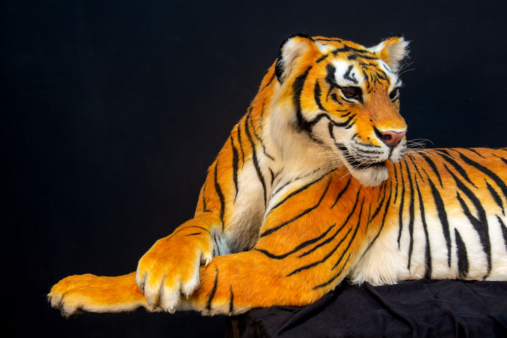 tiger