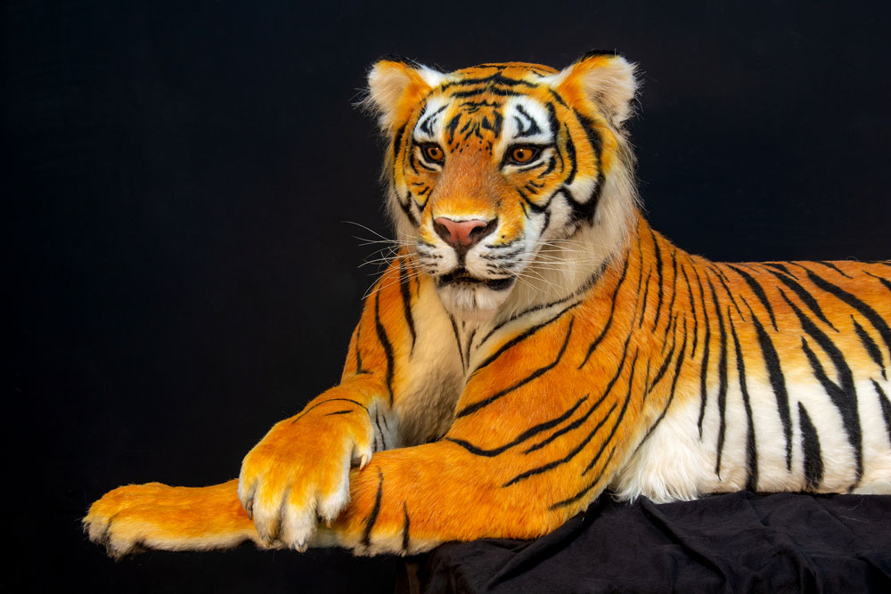 tiger