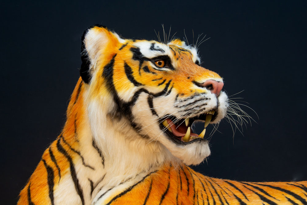 tiger