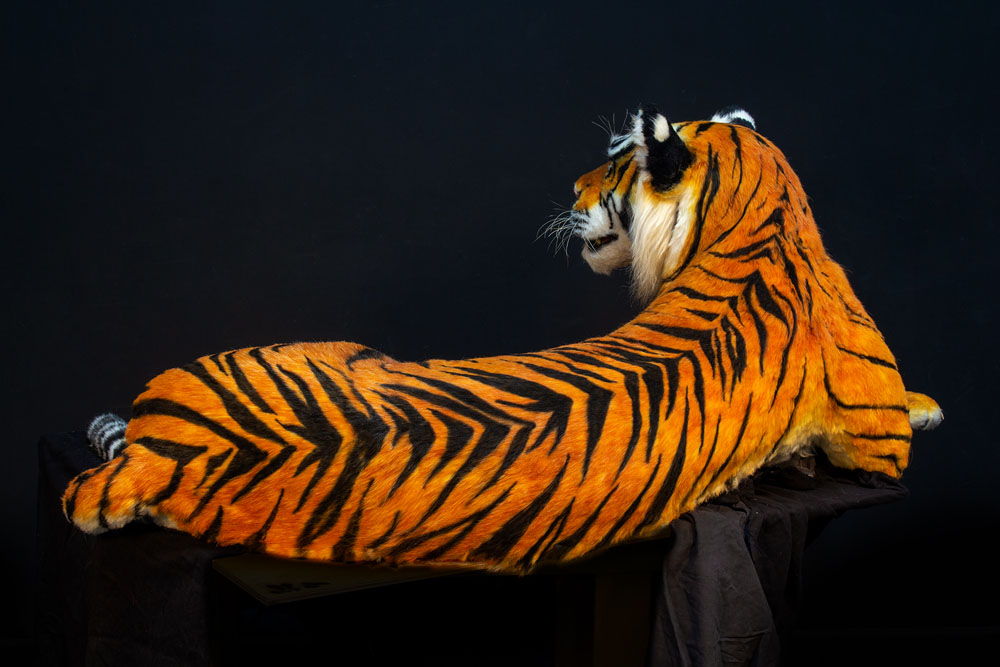 tiger