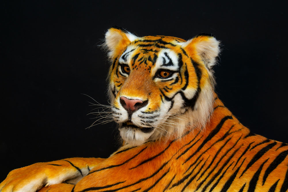 tiger