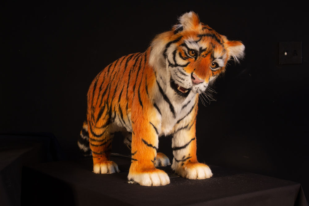 tiger cub