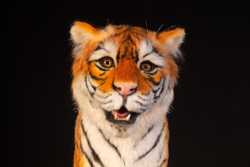tiger cub