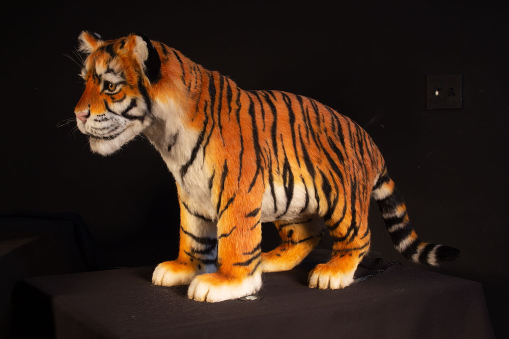 tiger cub