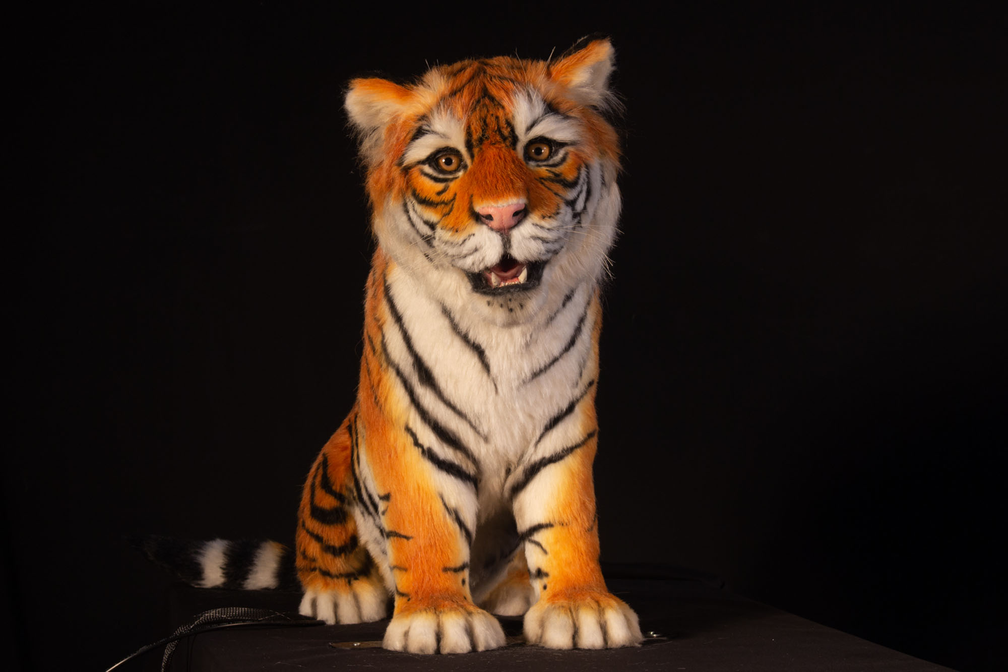 Tiger Cub