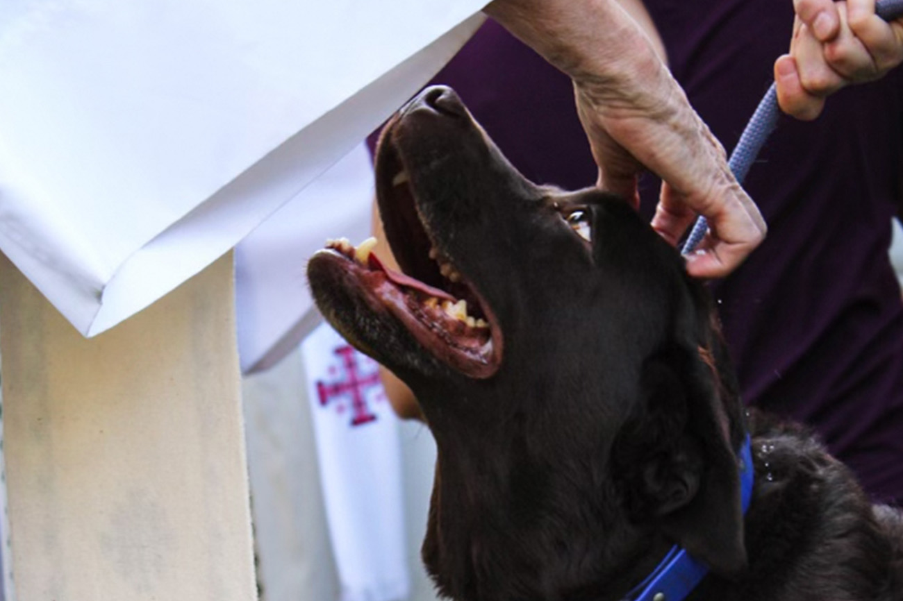 A black smiling dog gets its head scratched.