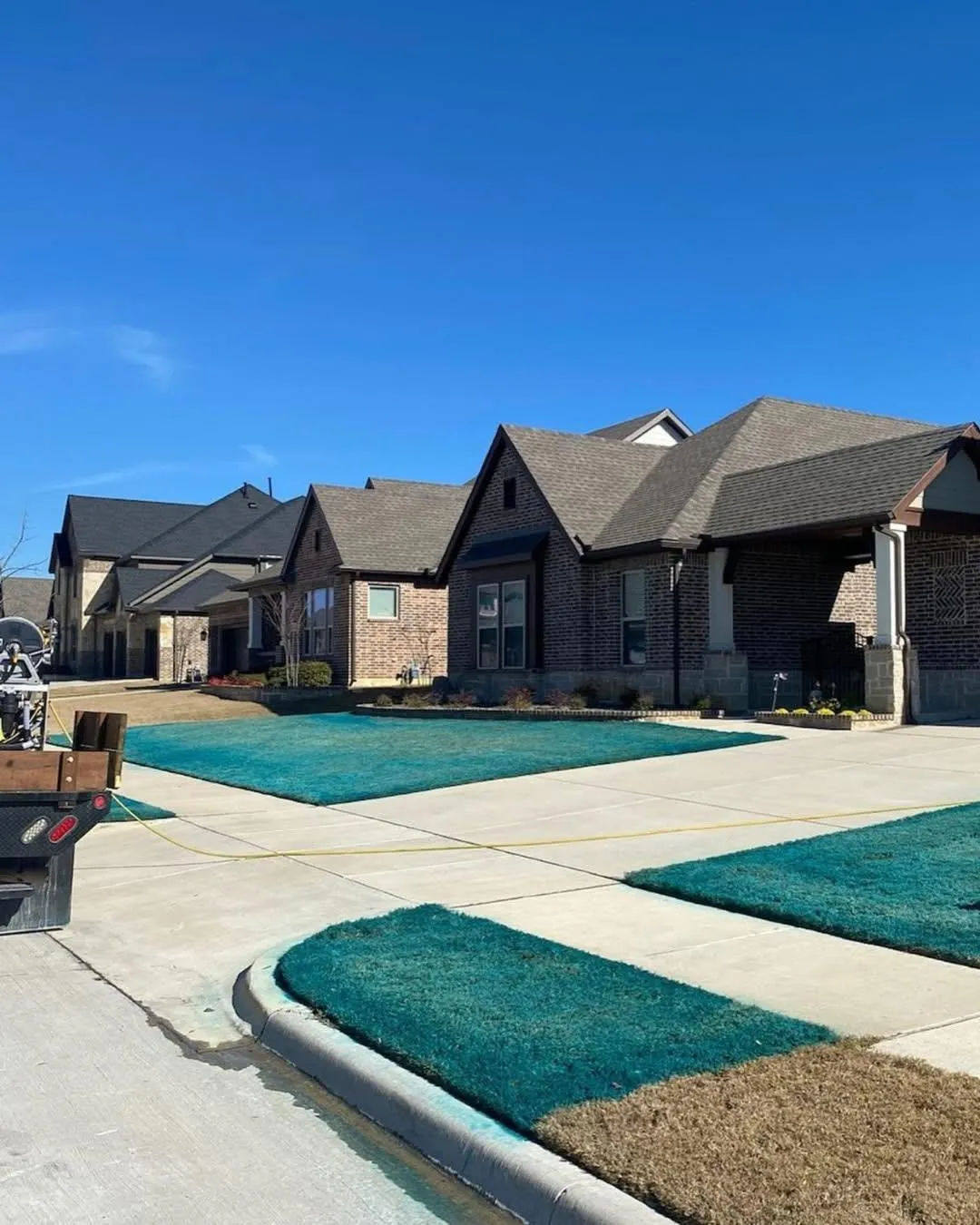 Residential neighborhood with brick houses and lawns sprayed with blue-green grass seed.