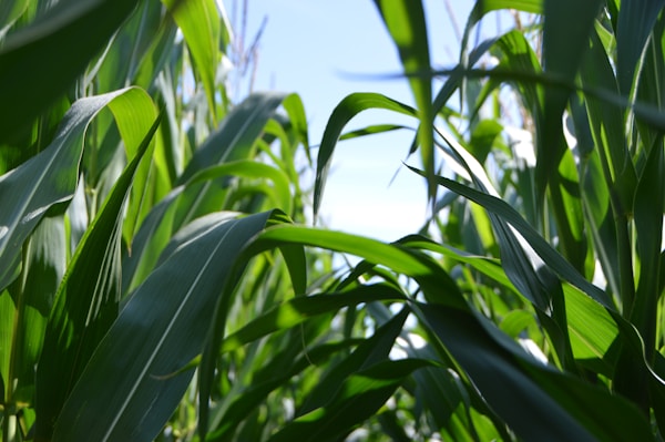 Corn growing in the field. I was attracted by the shape of the fresh leaf growth and the silhouette against the sky.