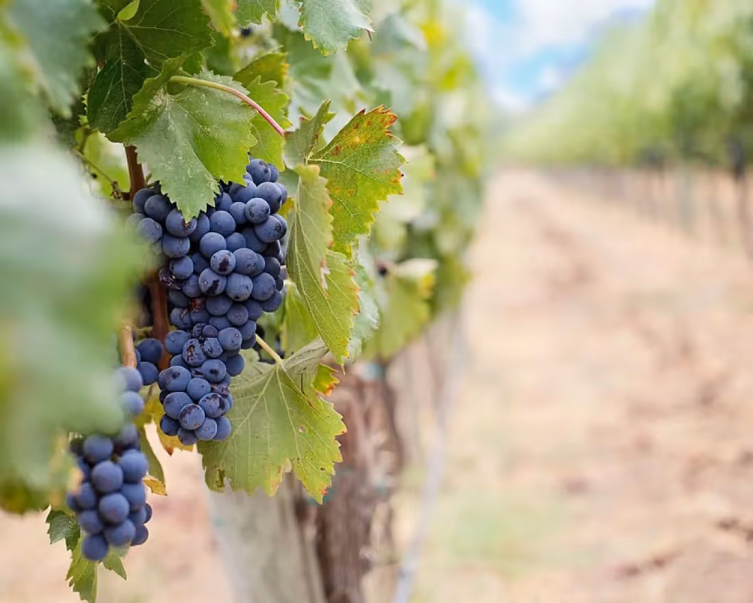 A Case Study: A Wine Investment Company Uses Beautiful.ai To Tell Their Story