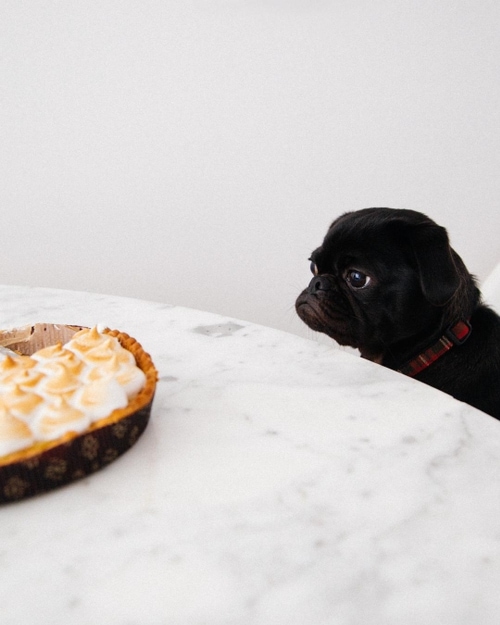 dogs, cats, pets, thanksgiving, food, toxic, stuffing, turkey, pumpkin