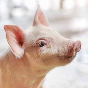 Soluciones Ajinomoto Animal Nutrition