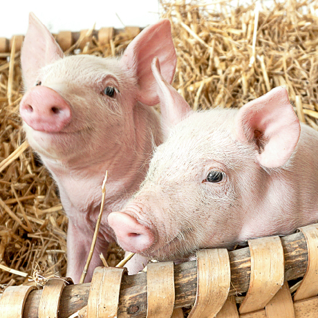 Ajinomoto Animal Nutrition Suinocultura