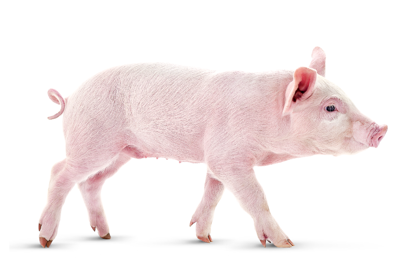 Porcicultura Ajinomoto Animal Nutrition