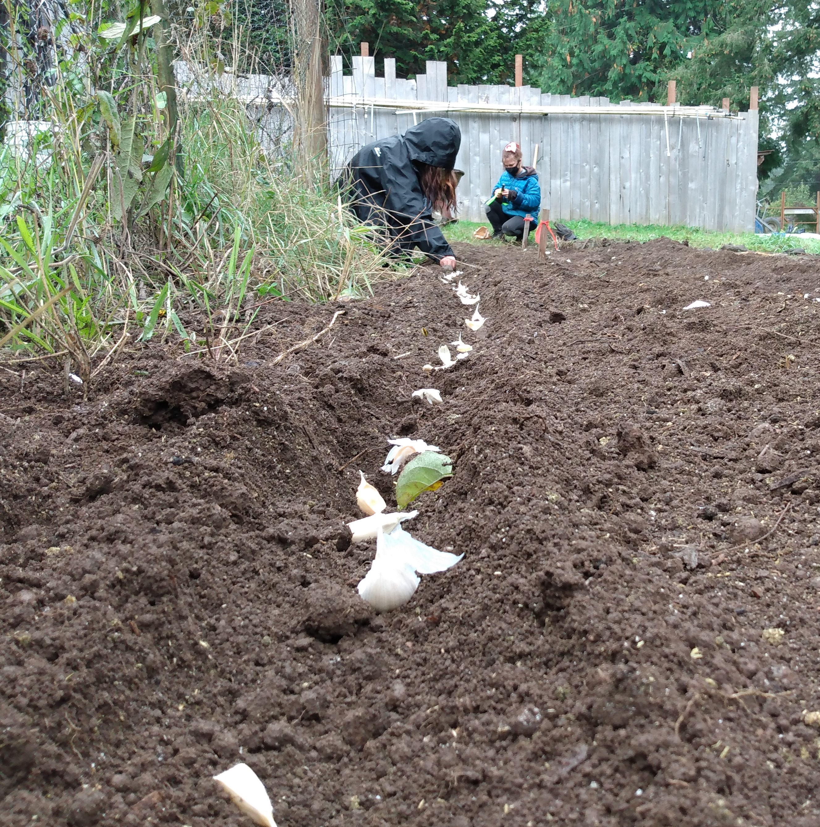 Garden Project FREE Gardening Workshop: Garlic, Cover Cropping, and Seed Saving