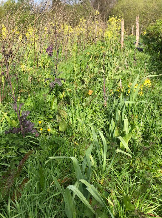 Garden Project Workshop: Weeds 101