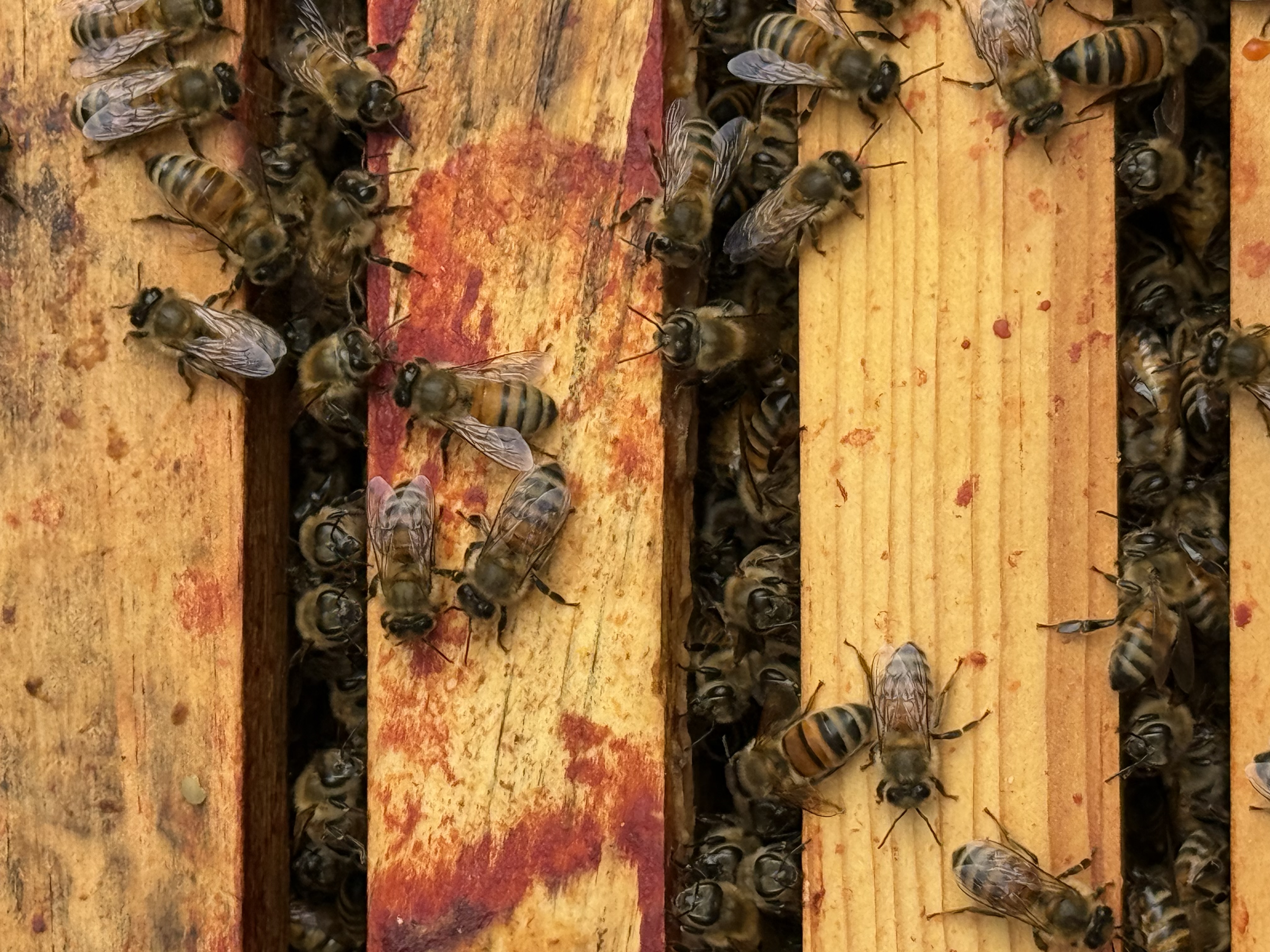 Wrapping Up GRuB's Healing Through Hives Project