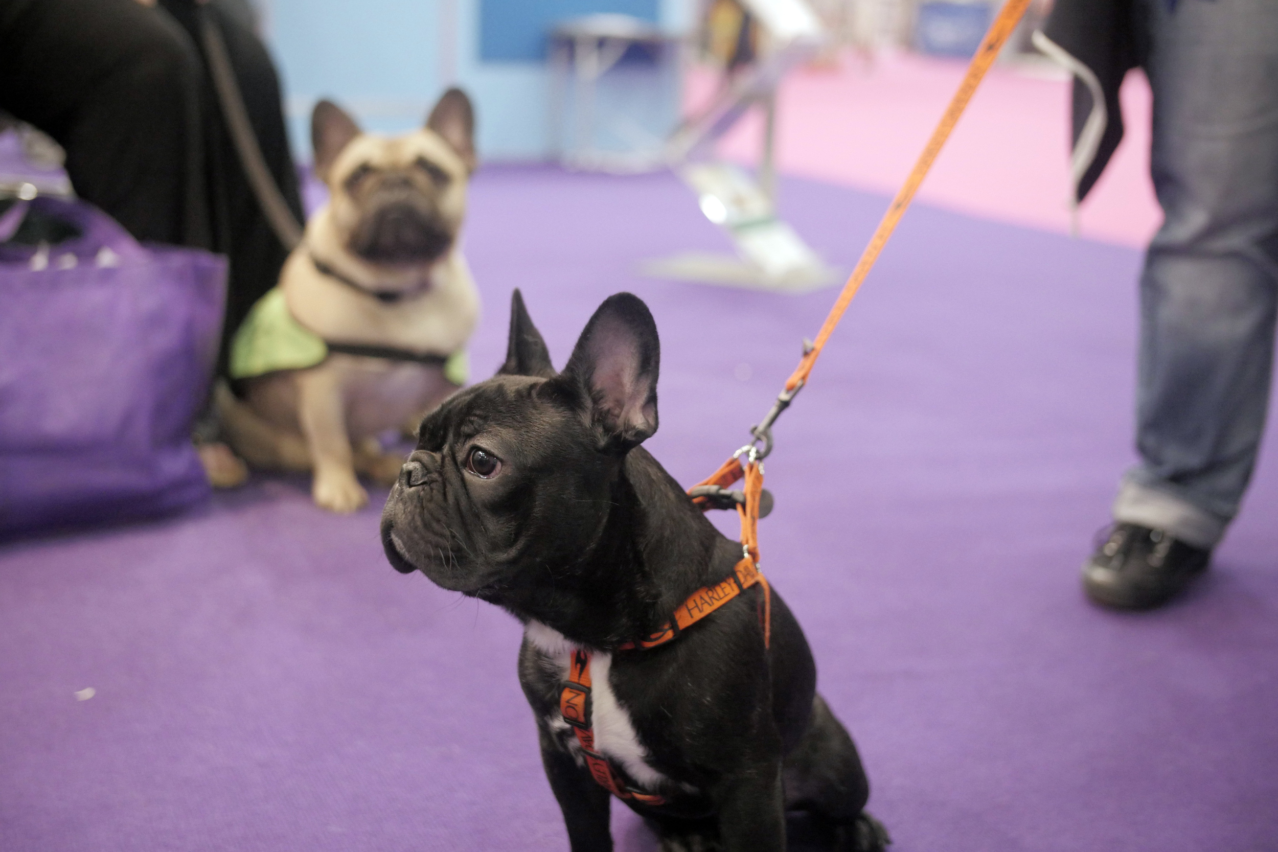 Frenchie bulldoggie