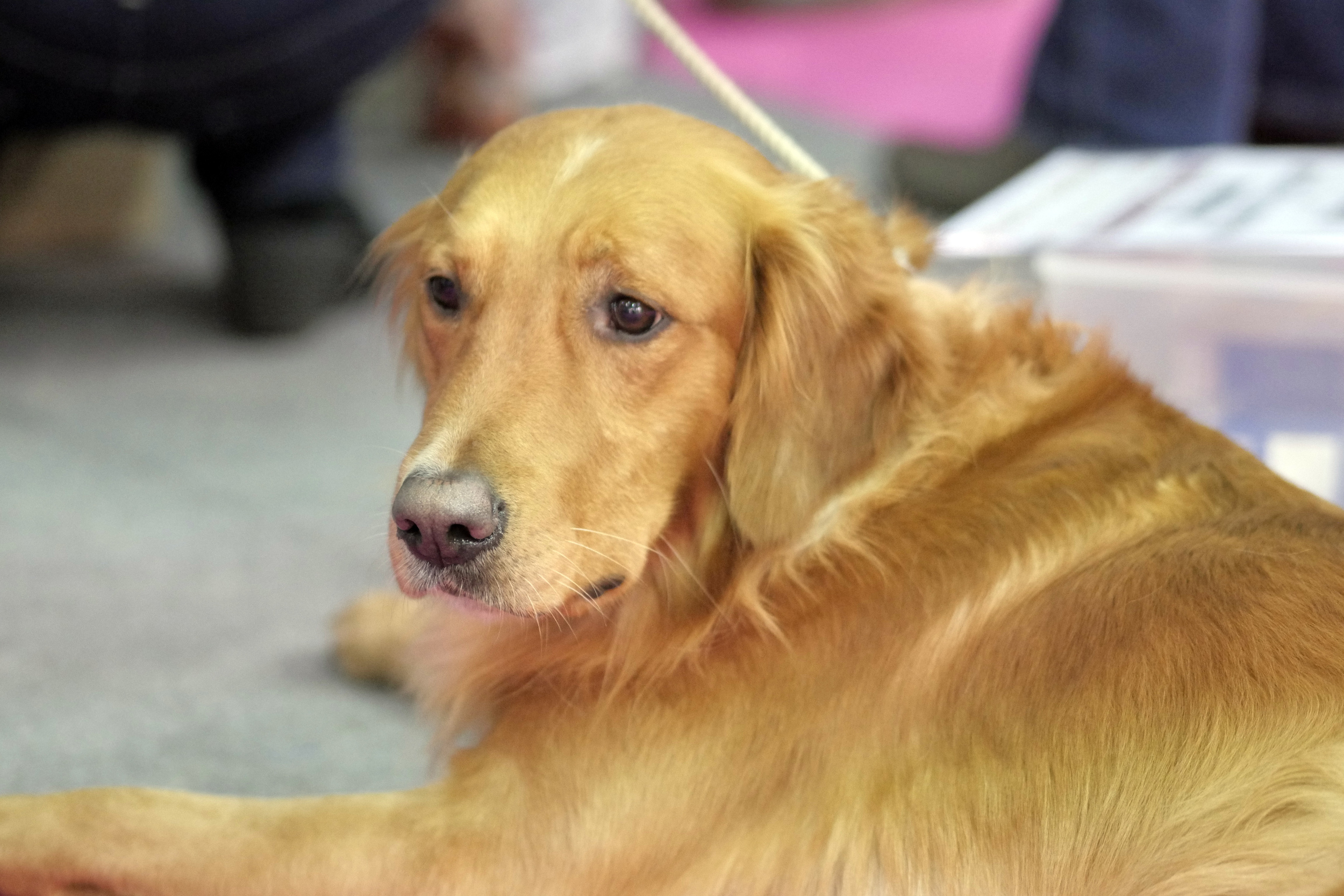 Golden retriever at rest