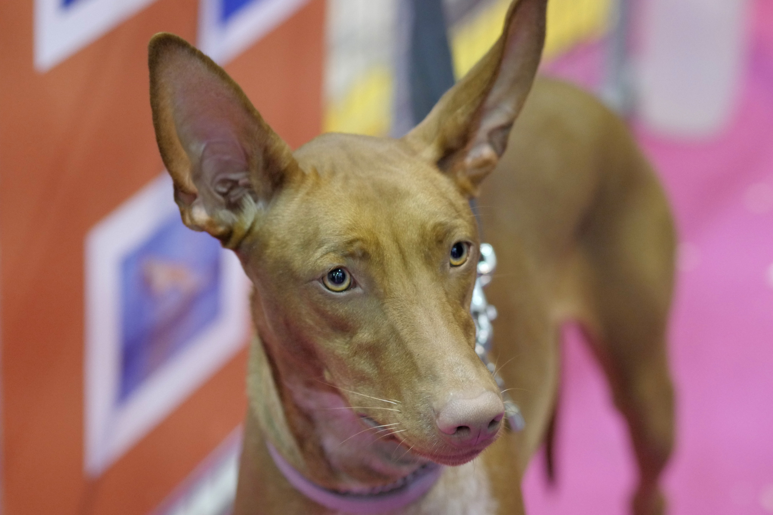 Pharaoh hound