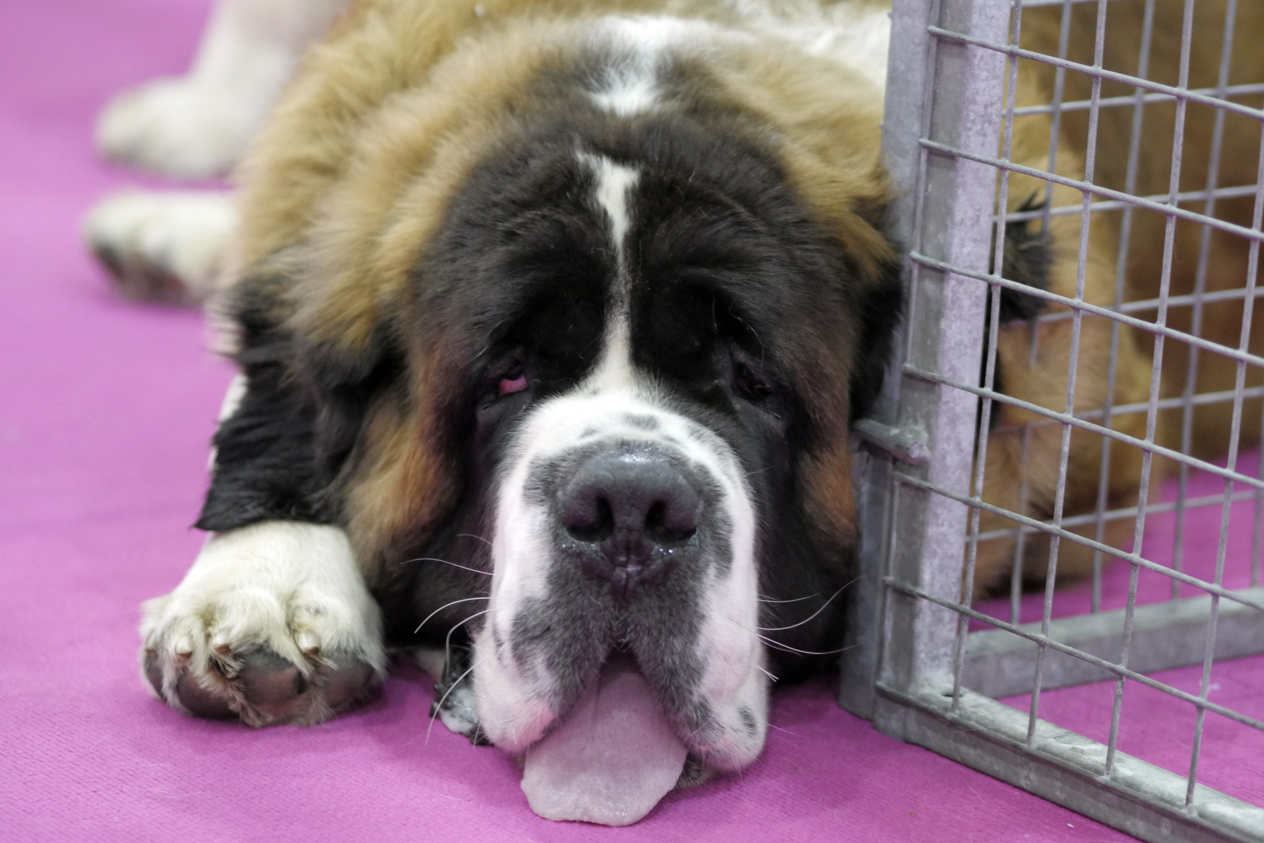 St Bernard exhausted after a long cuddly day
