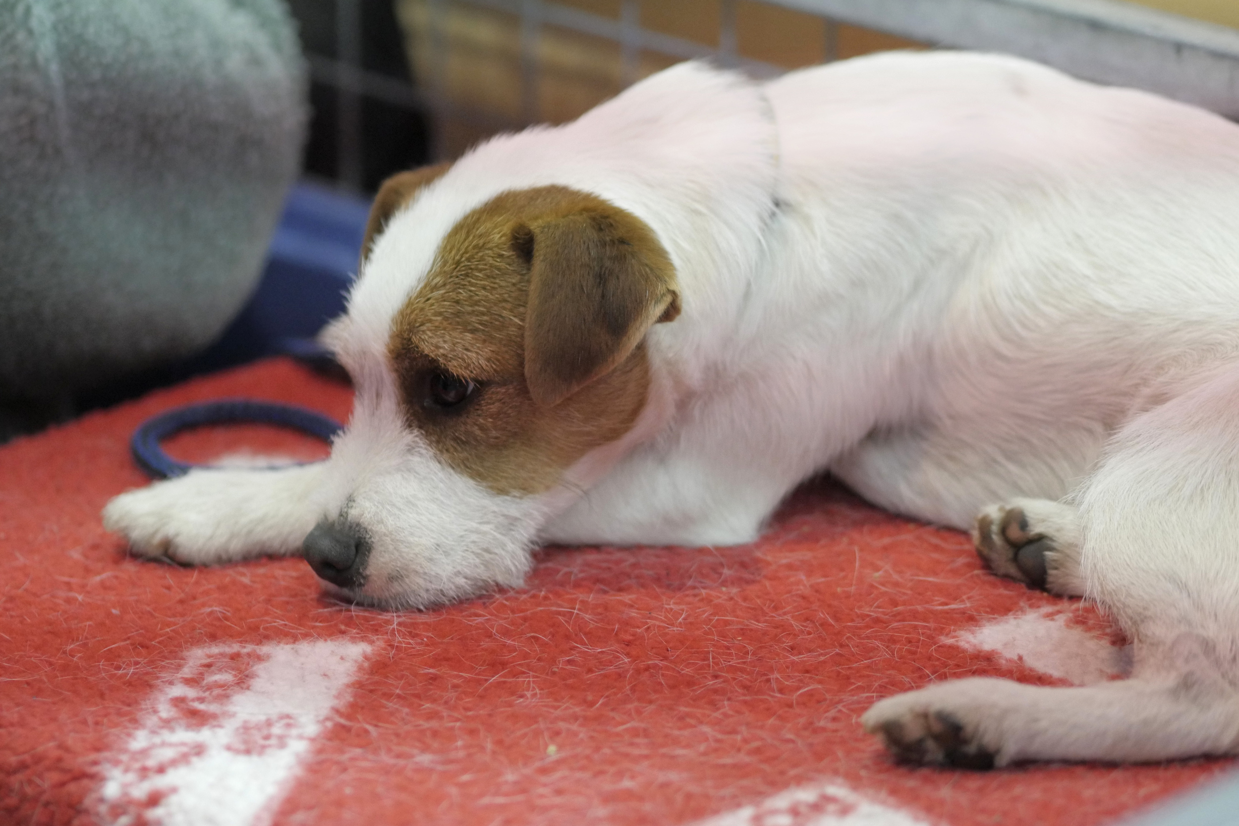 Depressed or sad Jack Russell terrier