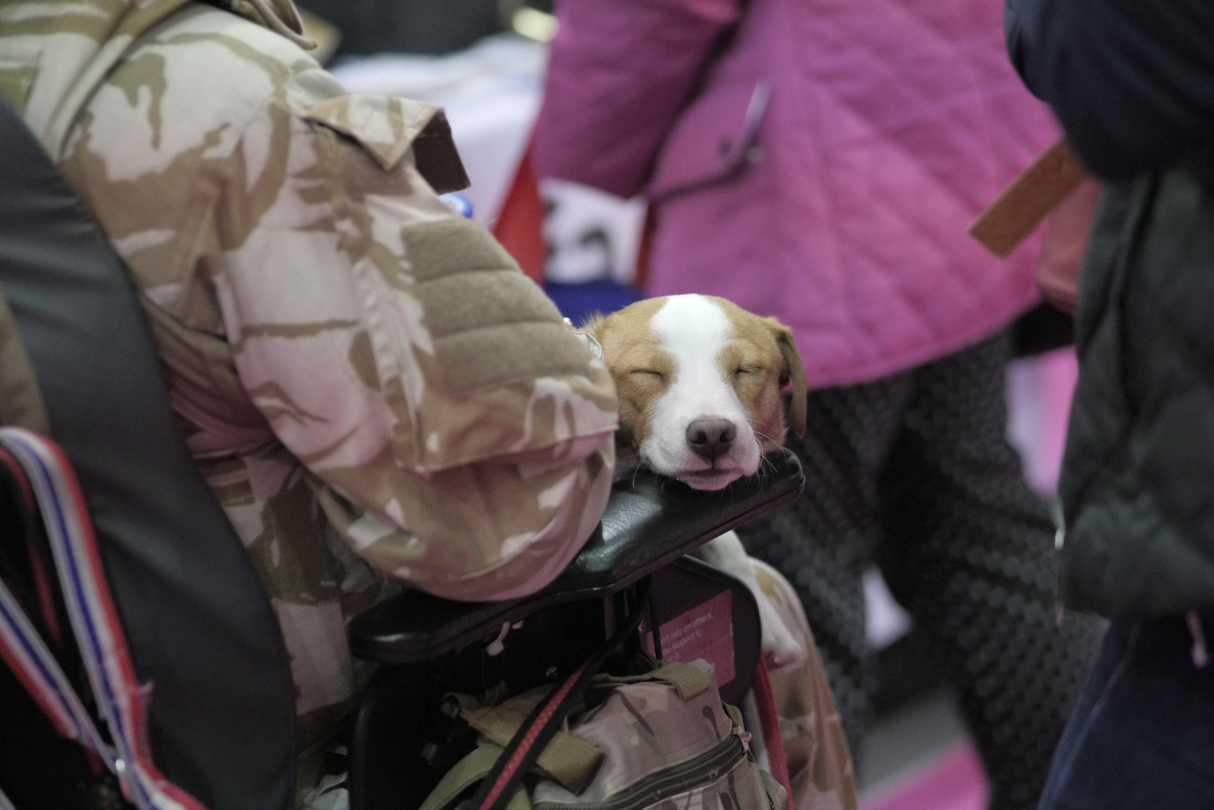 Puppies for veterans - at ease