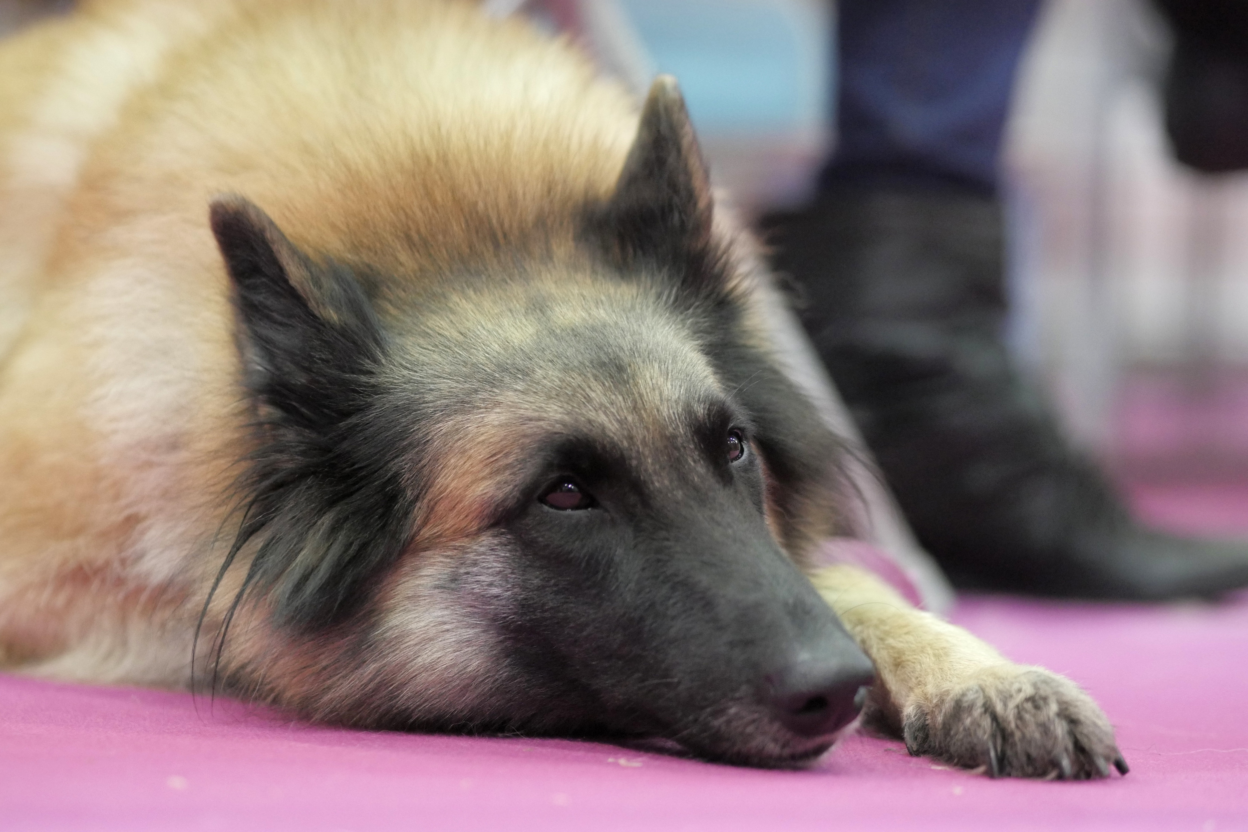 Belgian shepherd resting