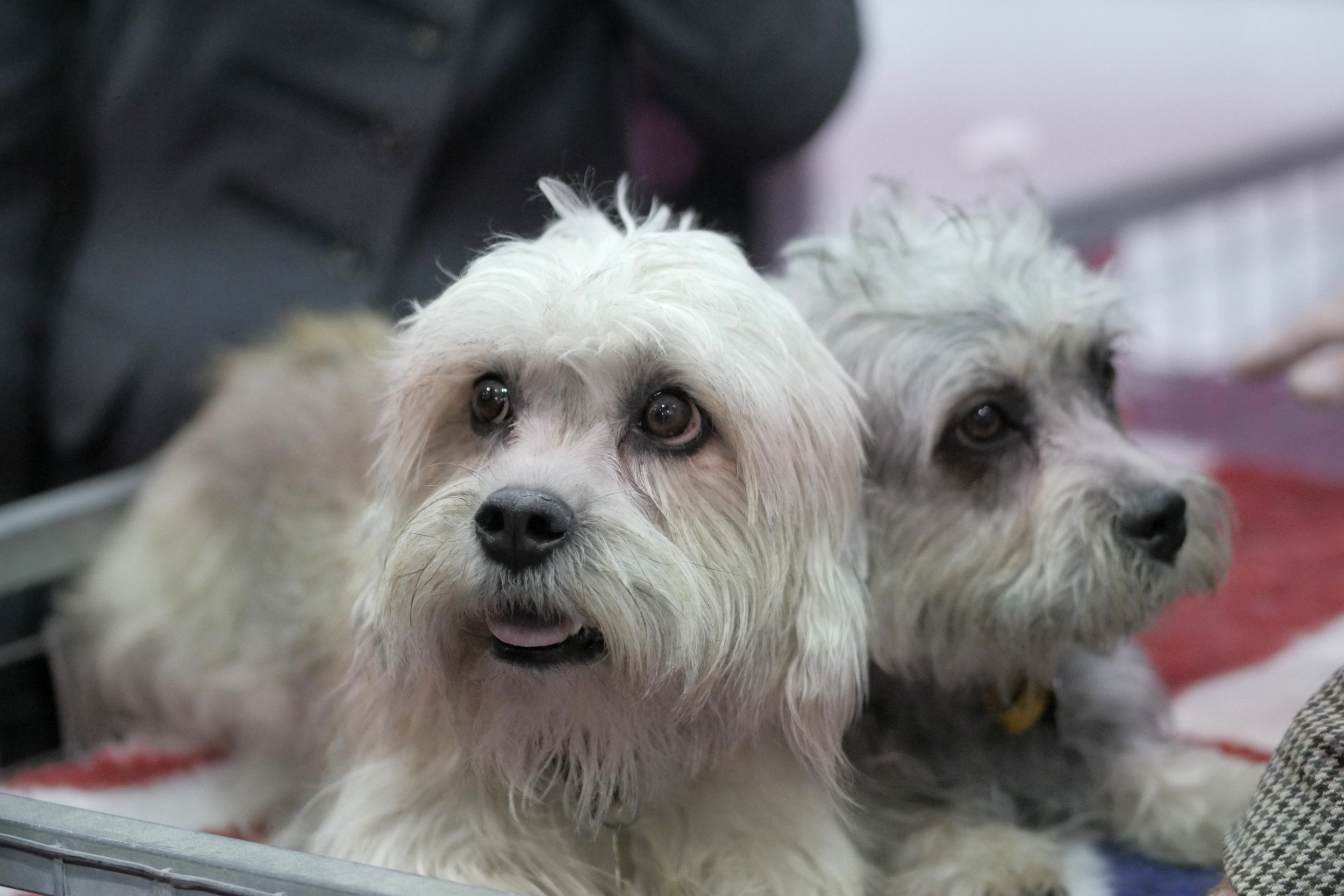 Tibetan terrier