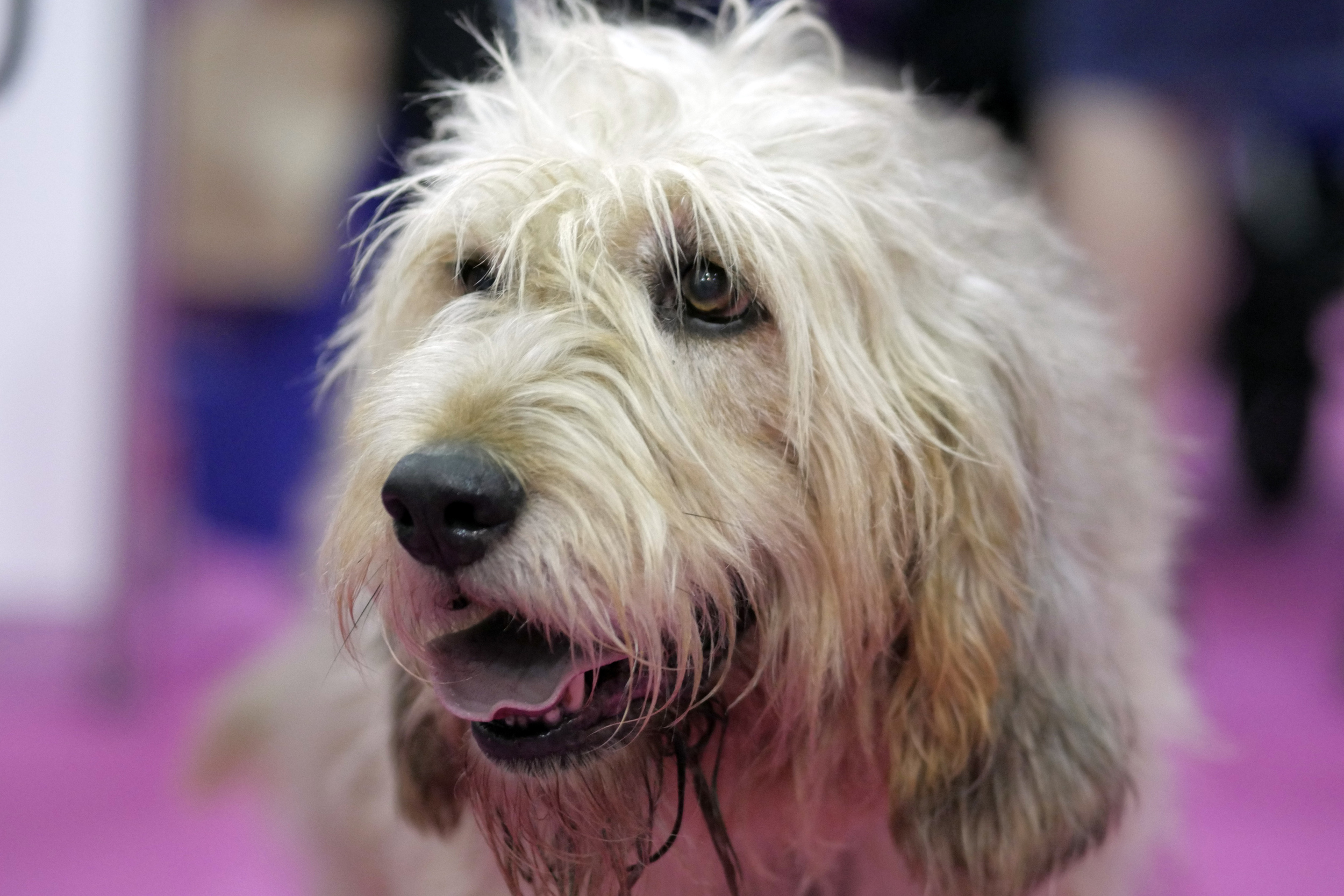Old english sheepdog