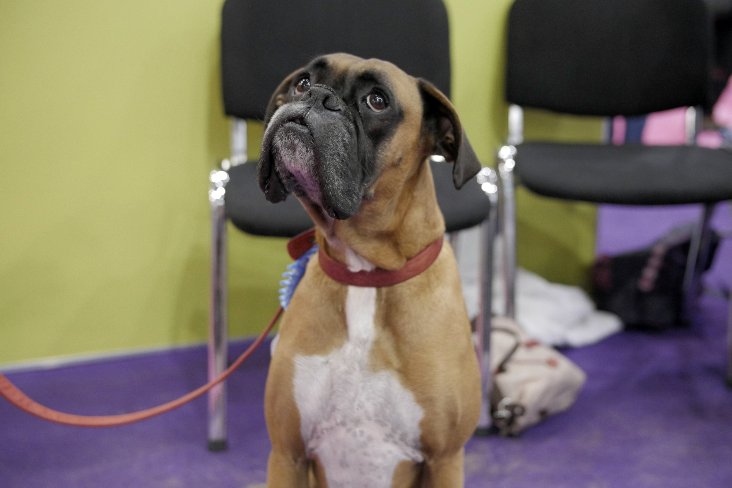 A questioning or doubtful boxer