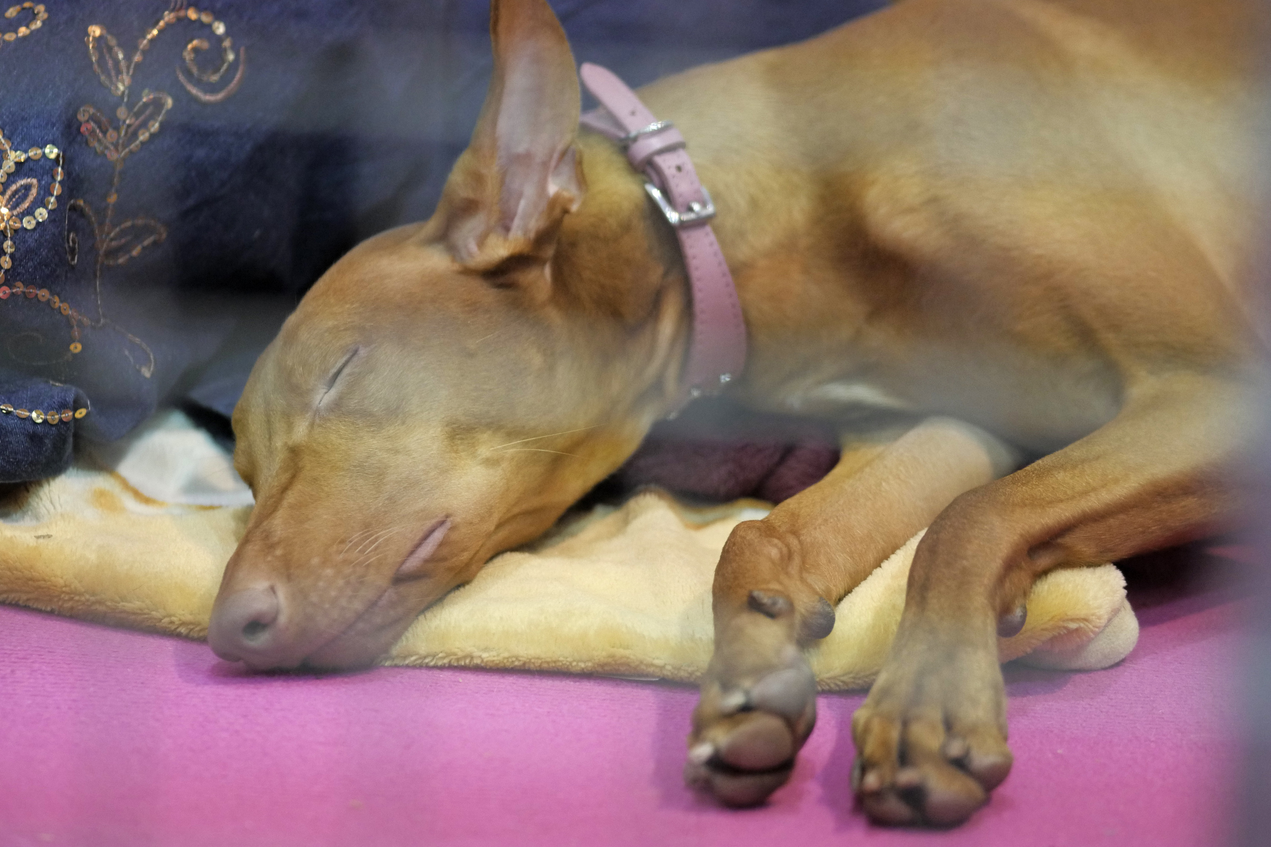 Egyptian hound taking a nap