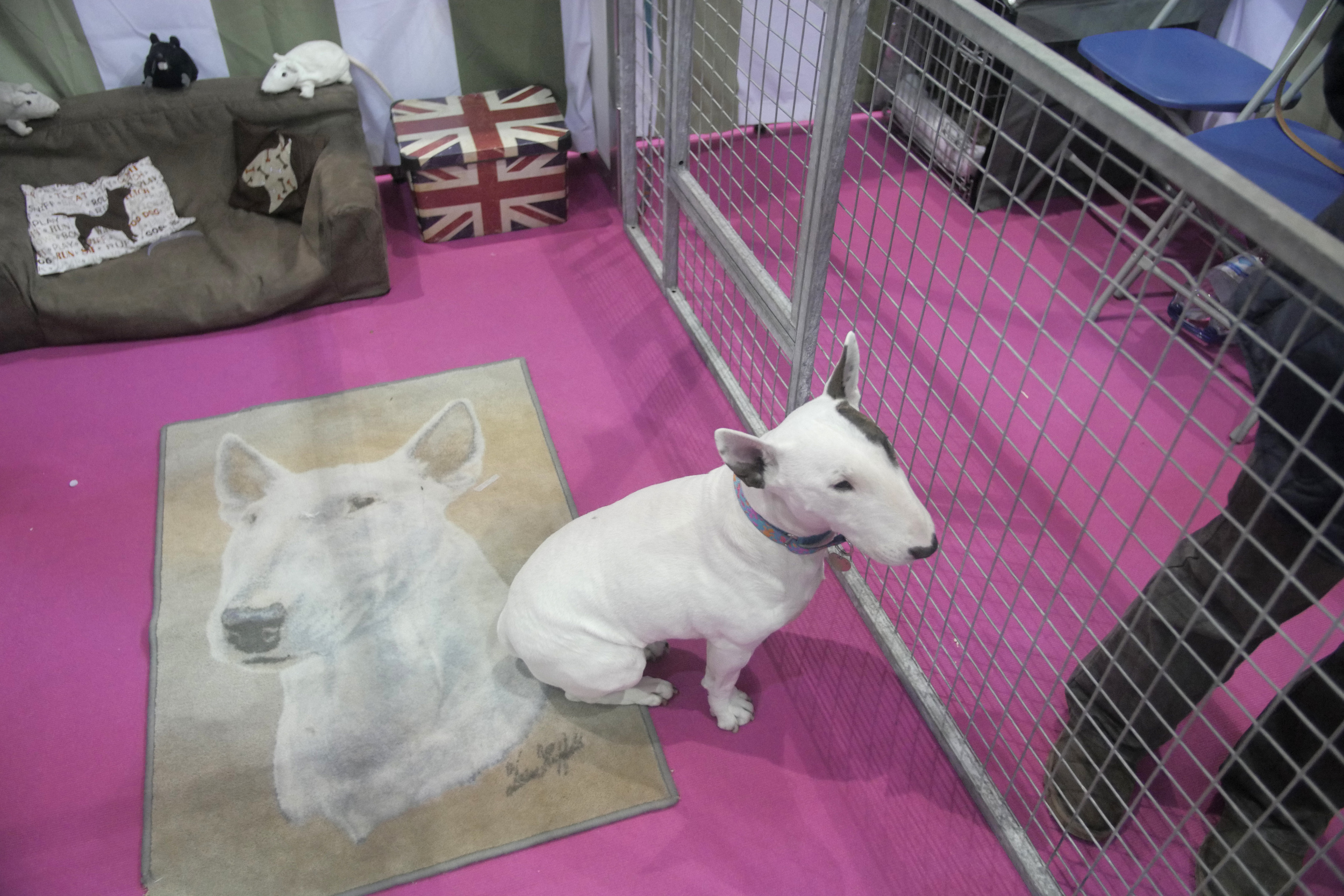 Miniature bull terrier & carpet