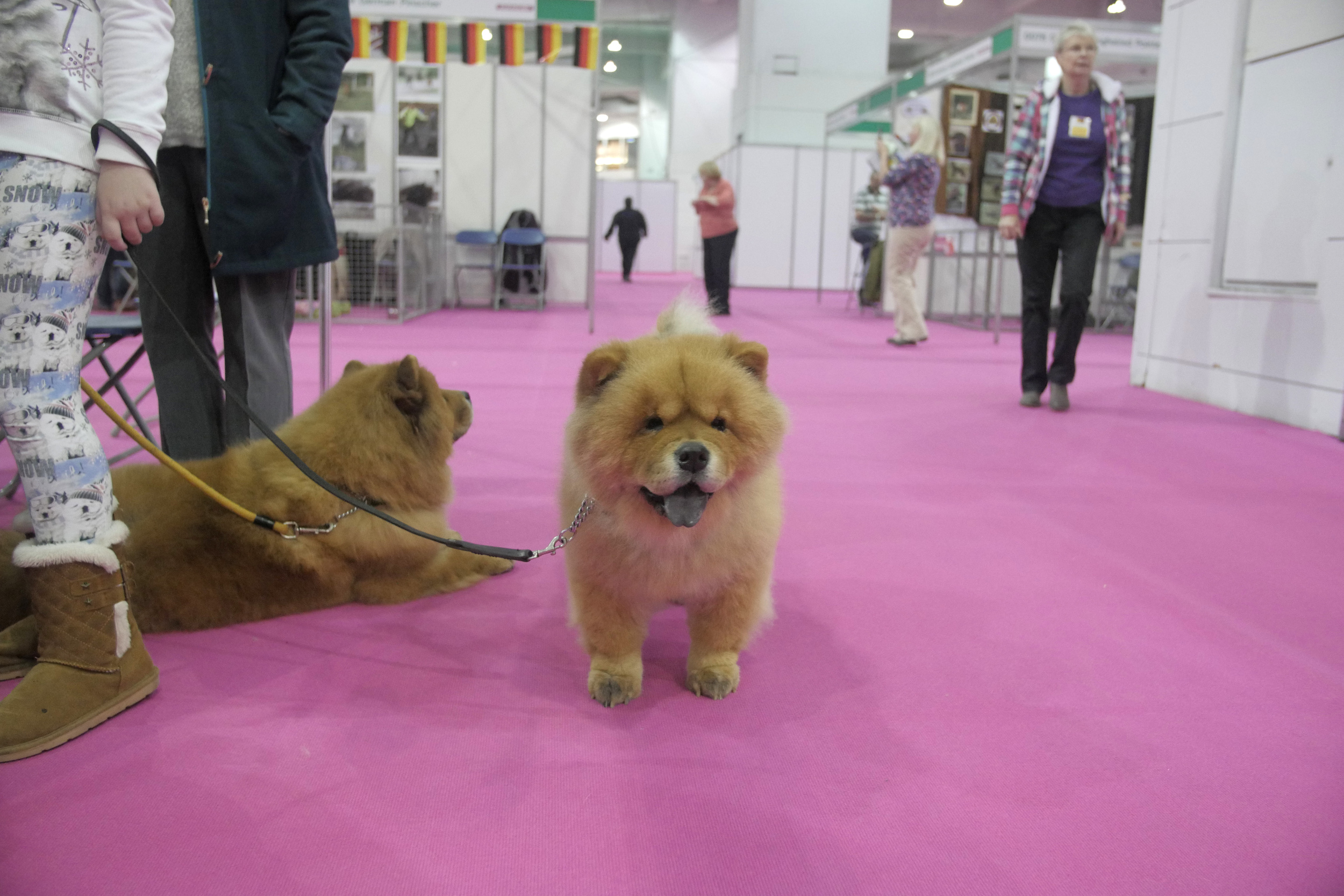 Chow chow show