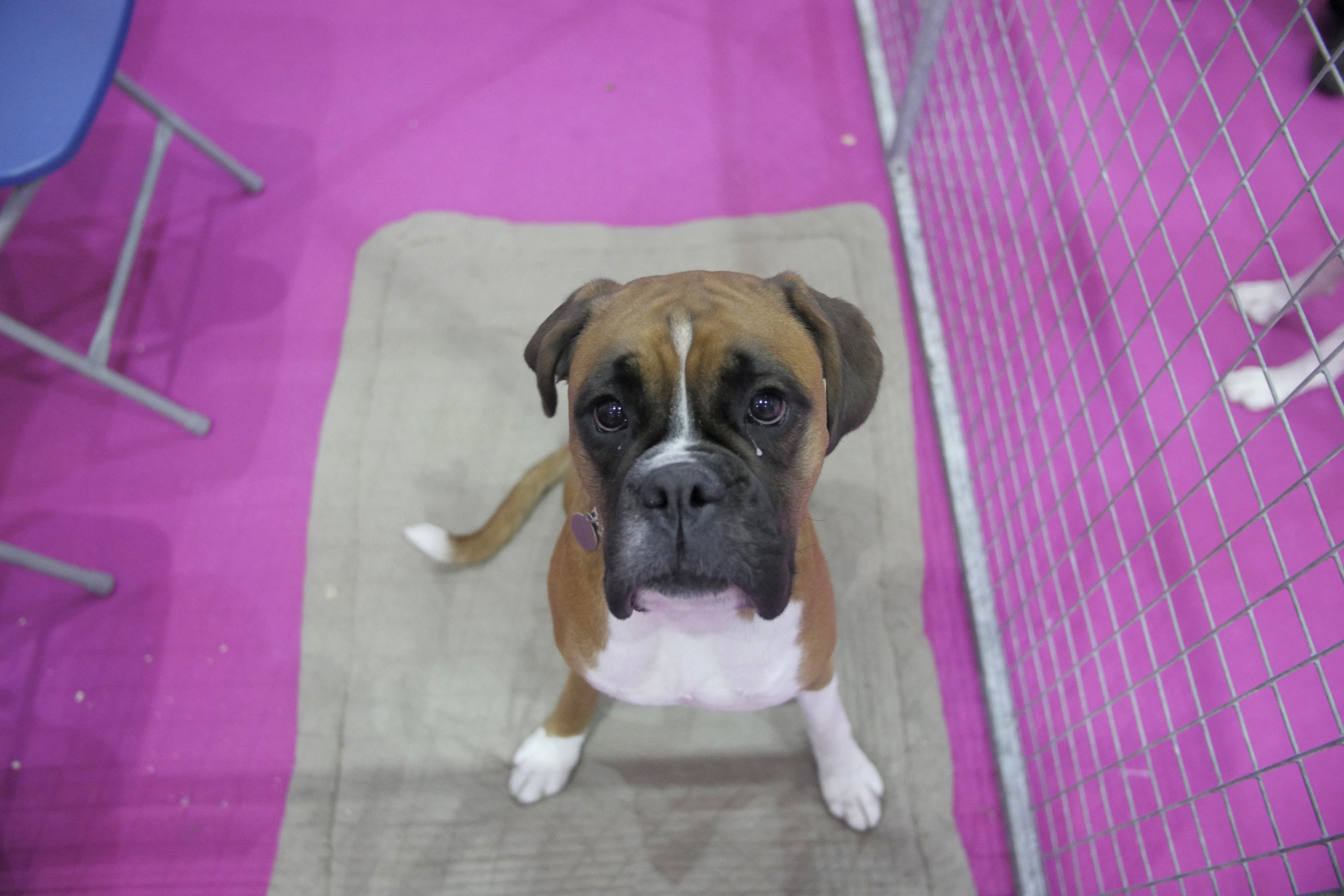 Portrait of a Boxer