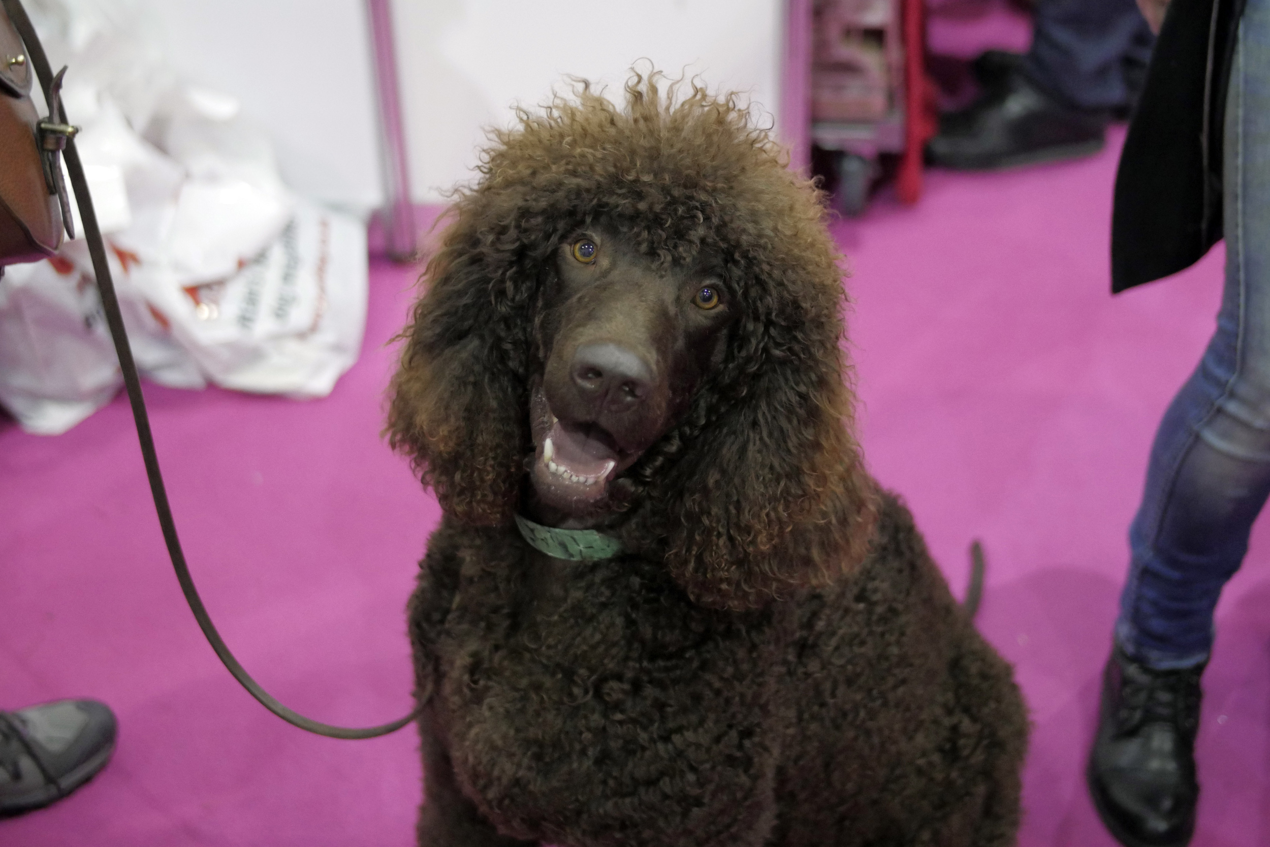 Big ol' brown poodle