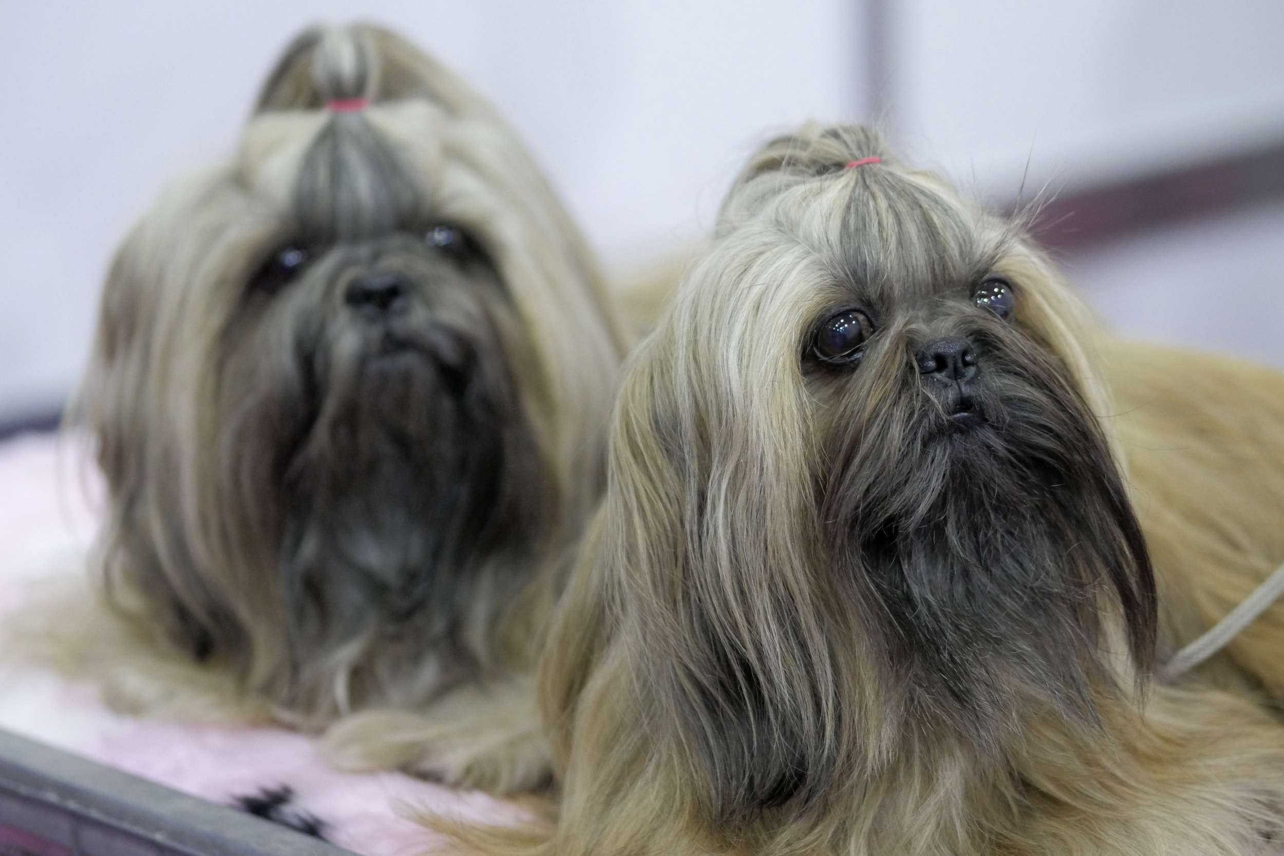 Shih tzu monster eyes