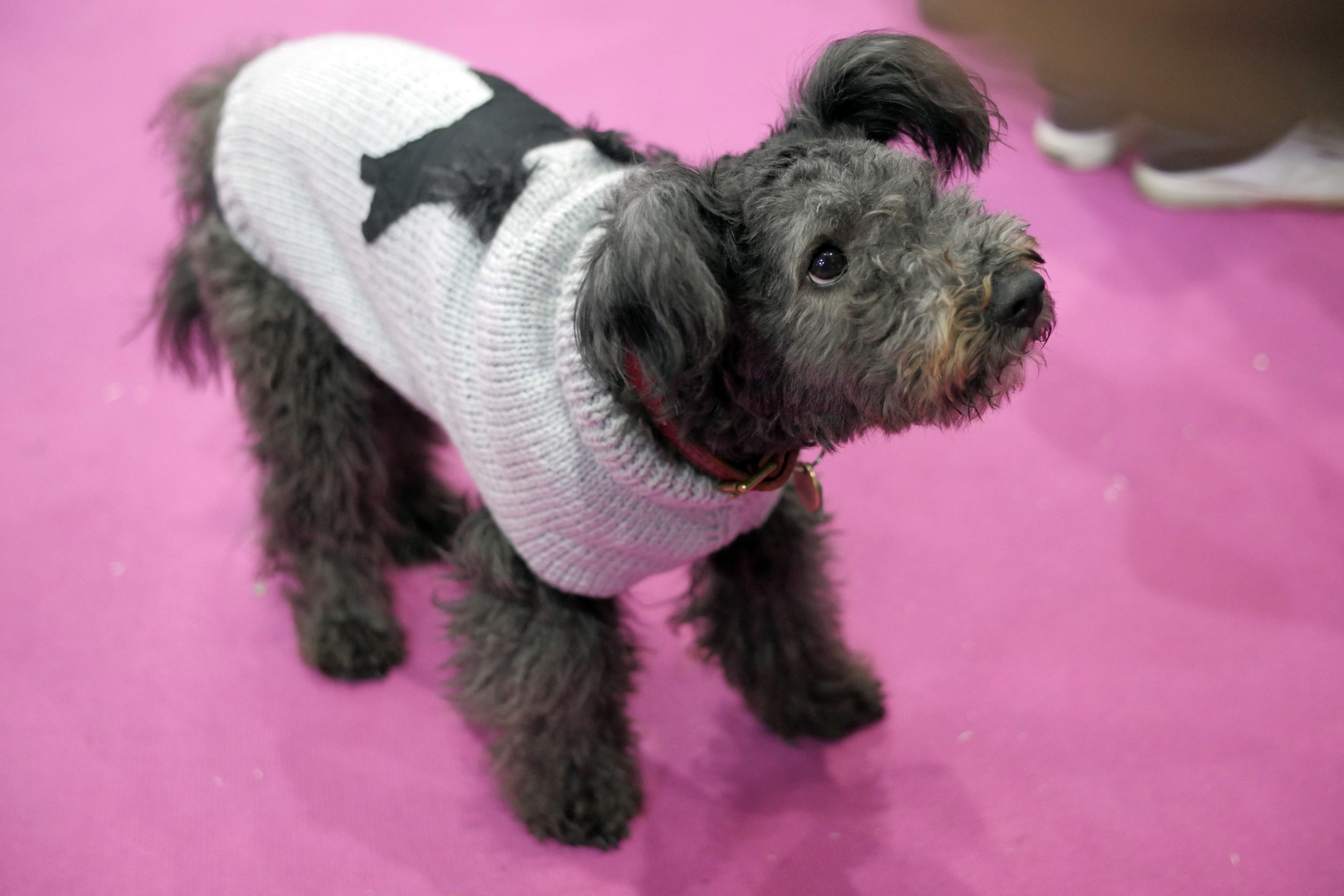 Bedlington terrier black