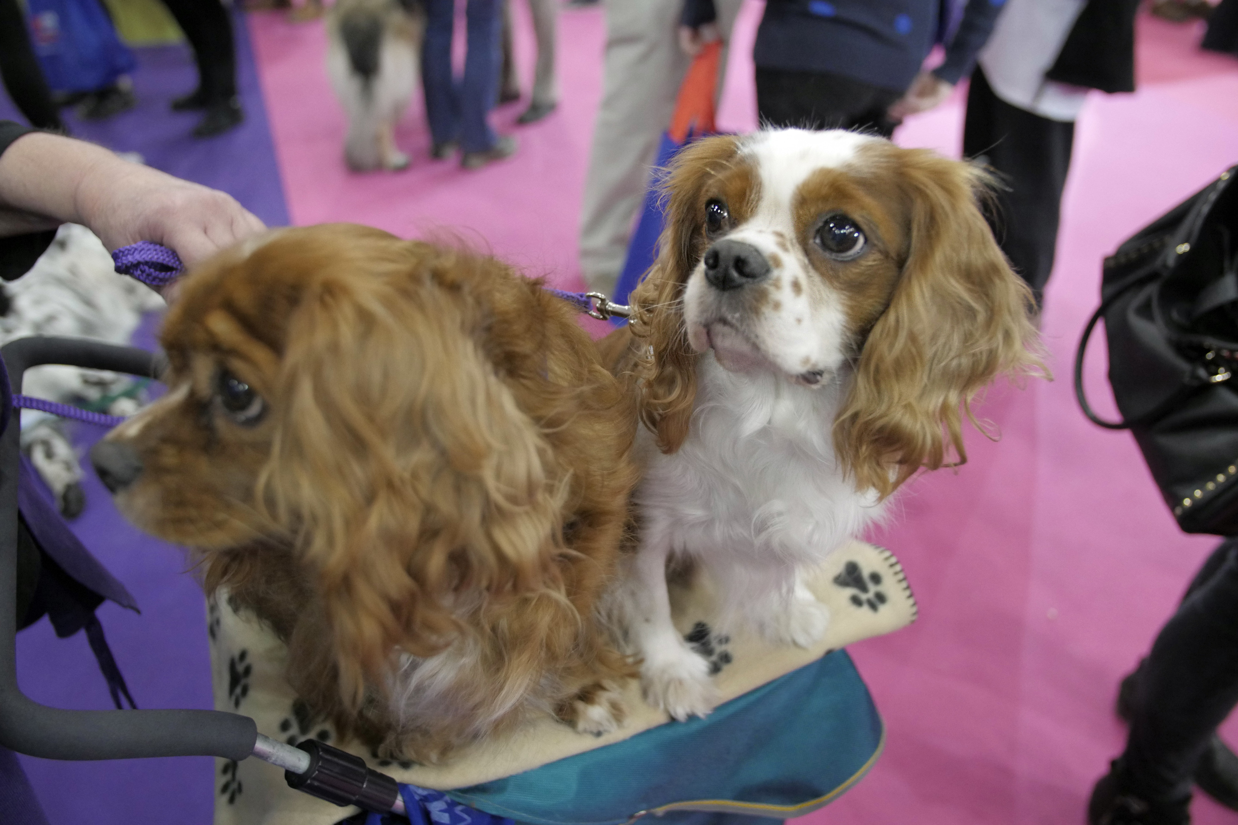 Cavalier king charles spaniels