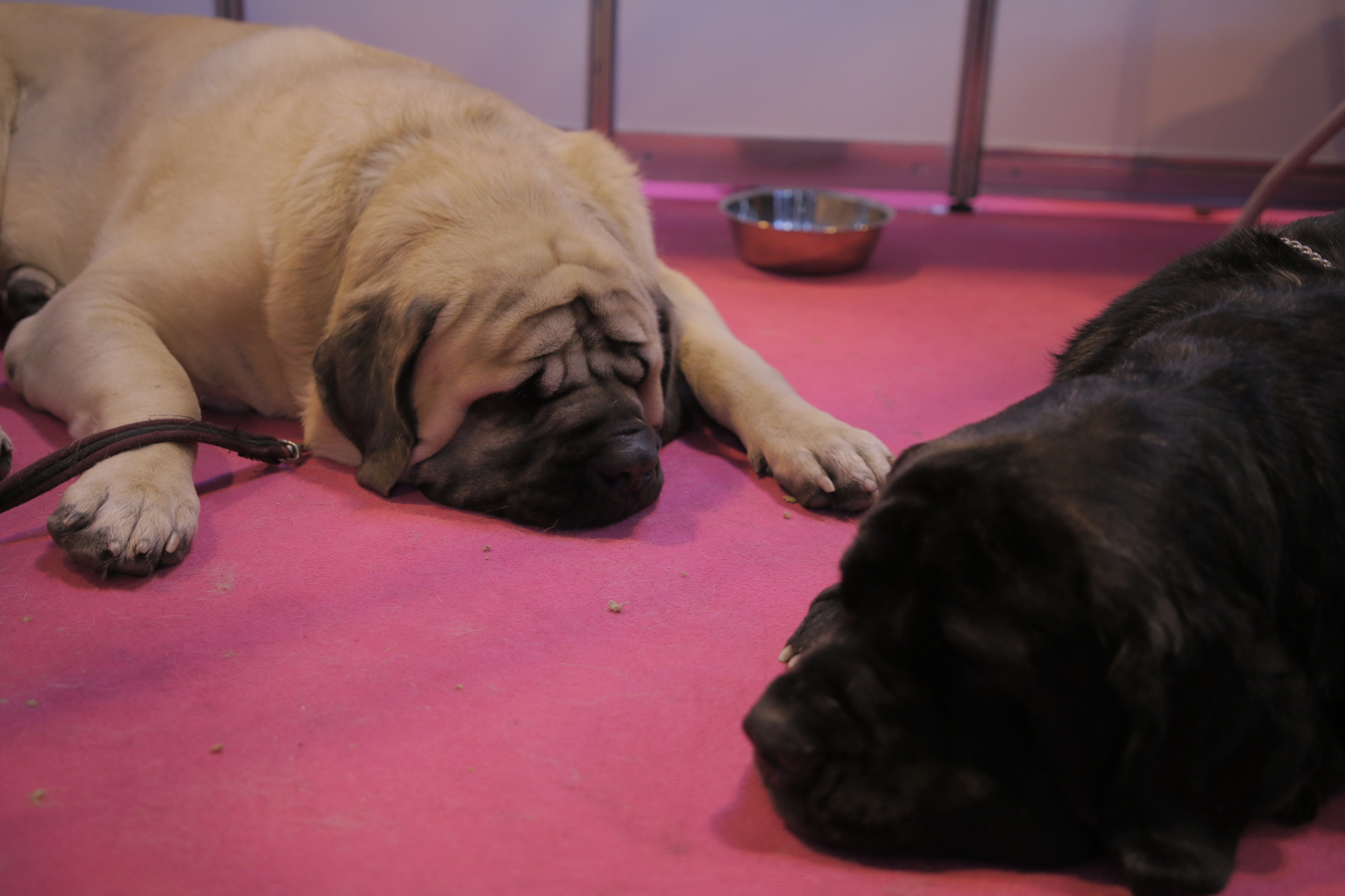 Sleeping pugs on rugs