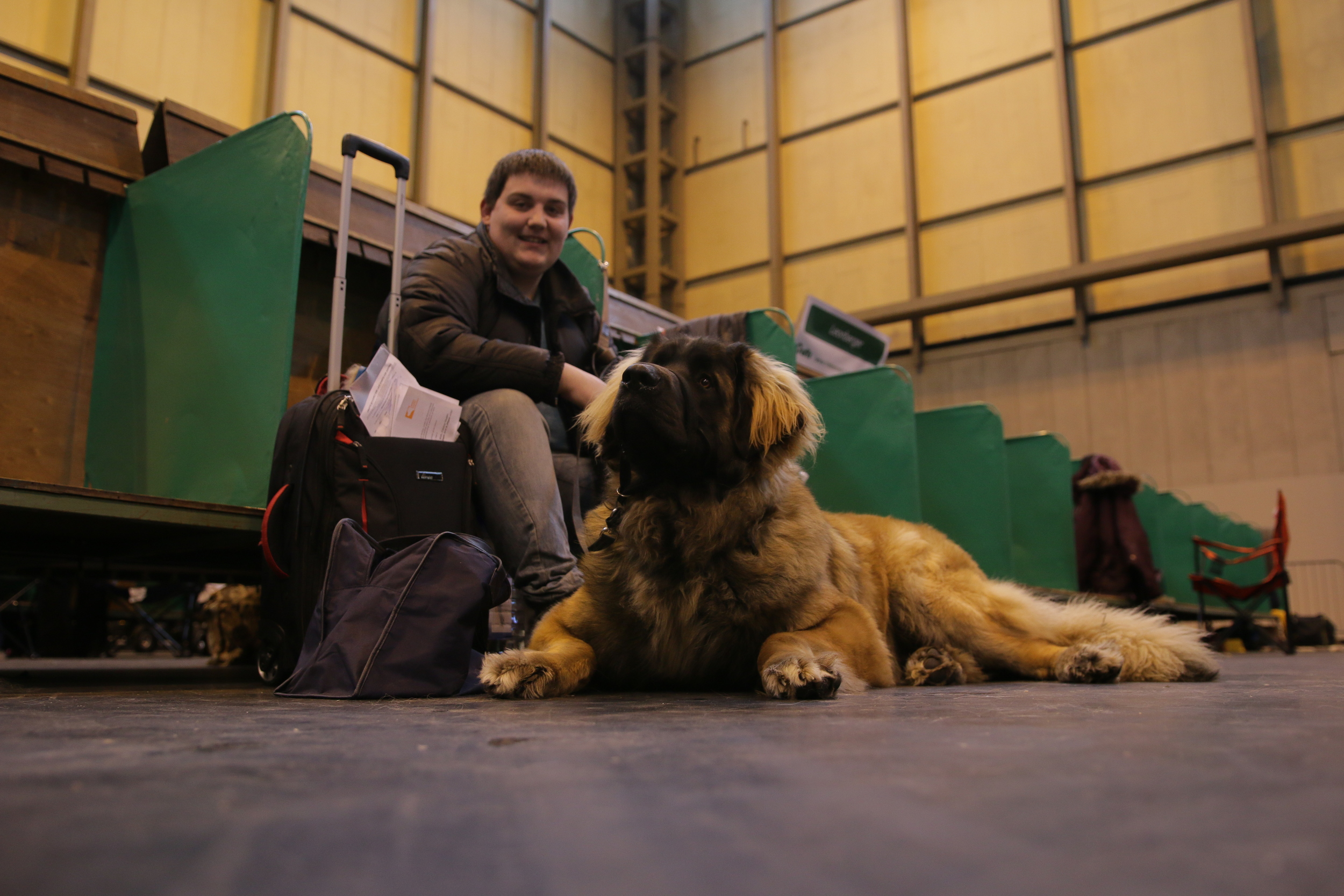 Leonberger waiting