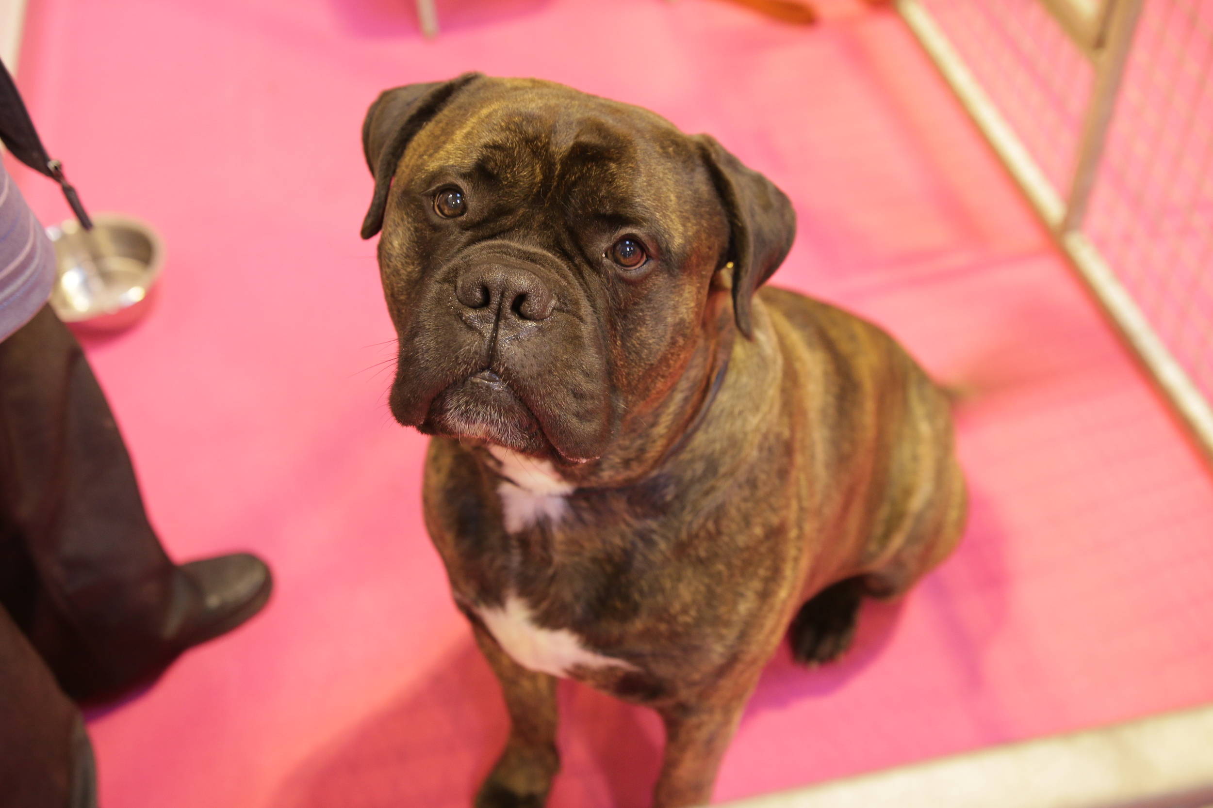 Bullmastiff portrait