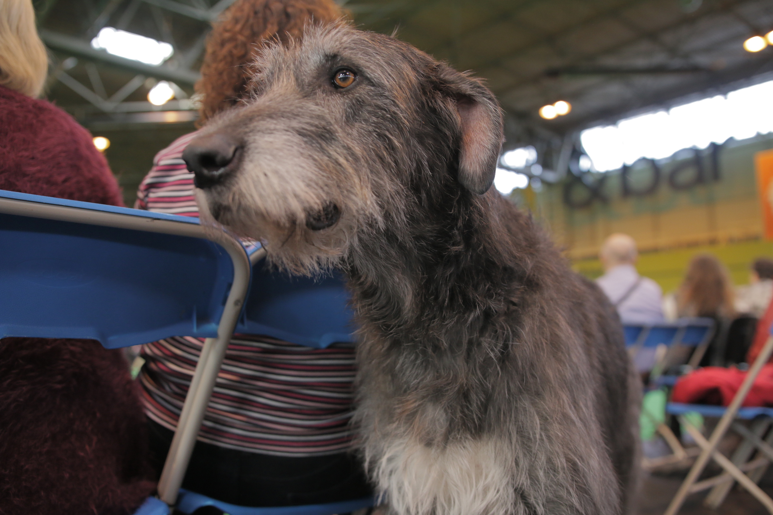 Irish Wolfhound portrait