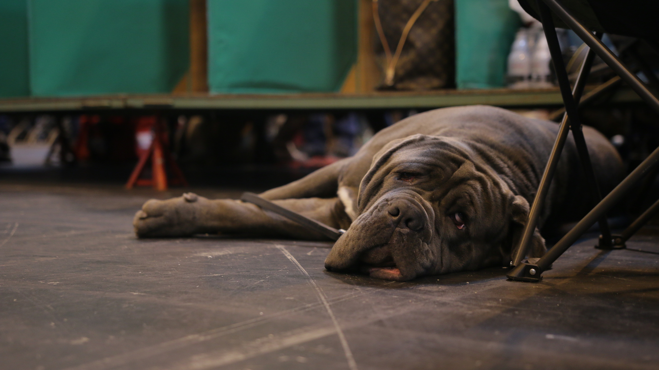 Mastiff tired of waiting